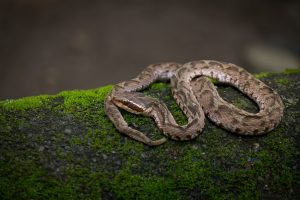 日本に生息する危険生物 毒ヘビ とりびあライフ 生活に Aの雑学を