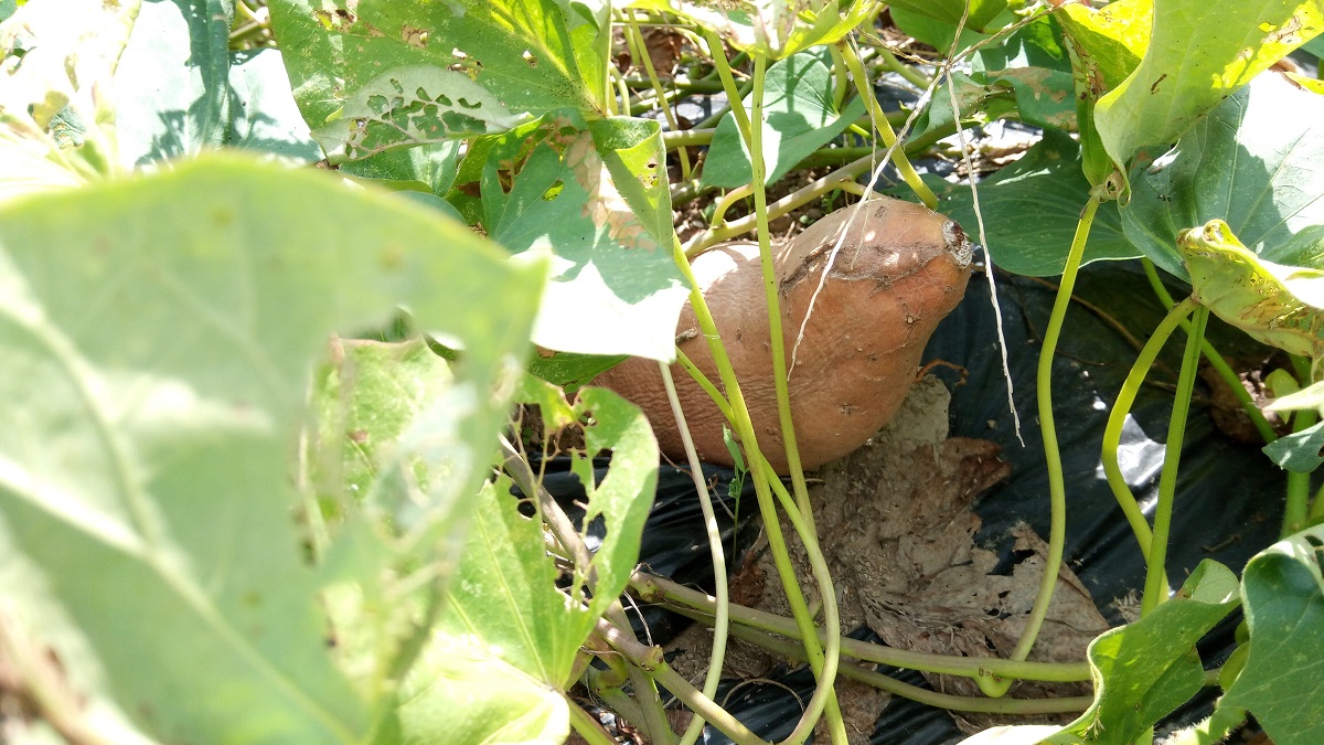サツマイモ,トンボ栽培